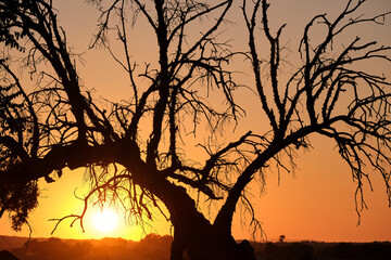 Stark silhouette of a bare tree against a vibrant sunset in Extremadura during late afternoon hours