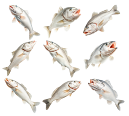 Set of White fish with cod detailed scales, open mouth and fins isolated on white background, concept of marine wildlife