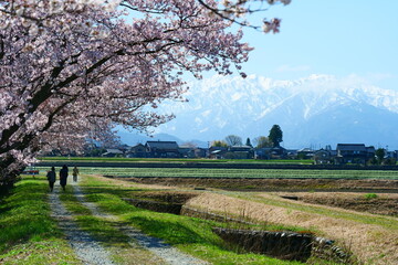 舟川べり桜並木。朝日、富山、日本。４月上旬。