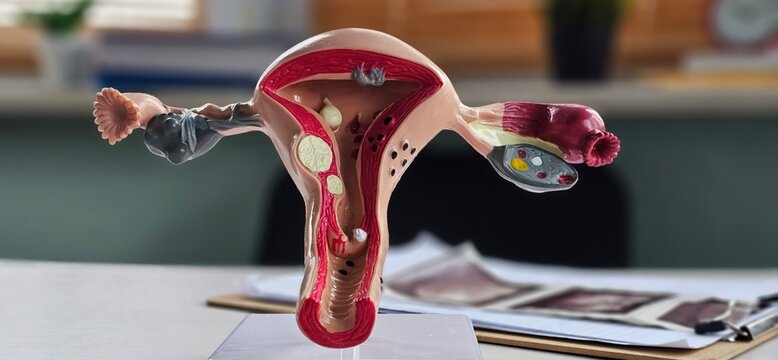 A model of the reproductive system of women