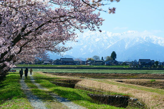 桜並木 Images – Browse 59,858 Stock Photos, Vectors, and Video