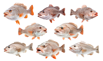 Set of Grouper fish with white spots and intricate fin details isolated on white background, concept of wildlife