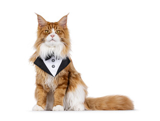 Handsome red with white Maine Coon cat youngster, sitting up facoing front wearing black bow tie....