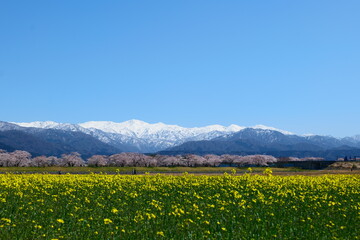 舟川べり桜並木。朝日、富山、日本。４月上旬。