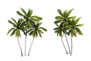 Coconut tree isolated on white