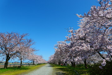 舟川べり桜並木。朝日、富山、日本。４月上旬。
