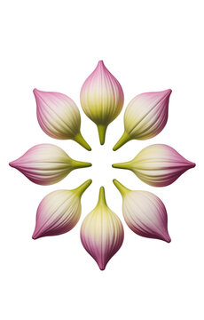 Pink and white flower buds arranged in a circular floral pattern isolated on transparent background