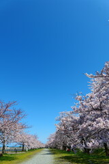 舟川べり桜並木。朝日、富山、日本。４月上旬。