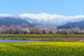 舟川べり桜並木。朝日、富山、日本。４月上旬。