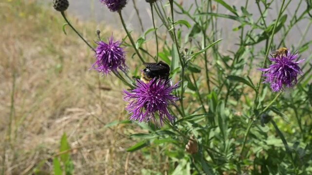 Eine Hummel im Sommer auf Nahrungssuche
