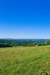 경관, sky, 네이처, 목초, 들판, 마운튼, 여름, green, 목초지, 고개, 구름, 나무, 시골, 농촌, 경치, blue, 봄, 파노라마, 계곡, 경작, 국가, 명랑한