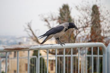 crow on a fence