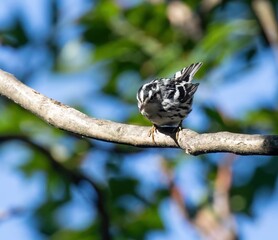 Black and white warbler