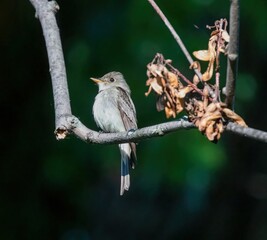 Eastern Wood-Pewee