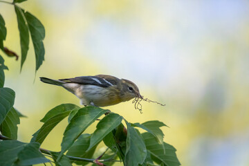 Blackpoll Warbler