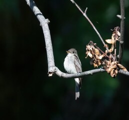 Eastern Wood-Pewee
