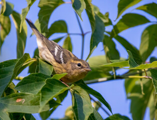 Blackpoll Warbler