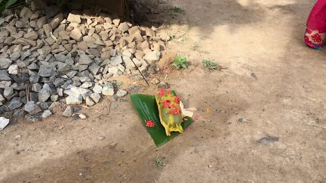 Odia Woman Performing Basumati Snana Ritual Or Morther Earth Bath During Raja Festival in Odisha, India.This authentic cultural celebration showcases rich traditions and spiritual heritage of Odisha