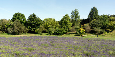 lavender field