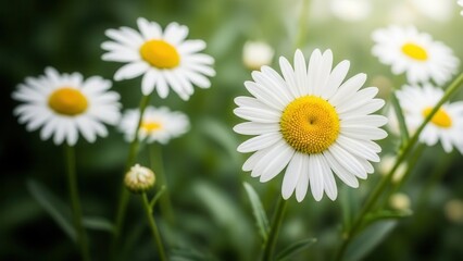 Close-up of a group of white and yellow daisies in a green field with soft sunlight