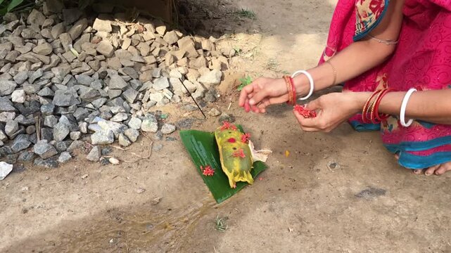 Odia Woman Performing Basumati Snana Ritual Or Morther Earth Bath During Raja Festival in Odisha, India. Basumati bath is traditional festival of Odisha, which  celebrated on last day of Raj Festival