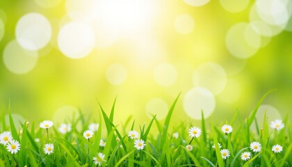 Fresh green grass with daisies under soft sunlight bokeh background  