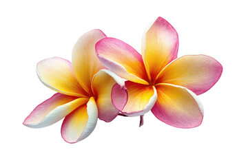 Two frangipani blossoms, pink and yellow gradients, isolated