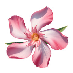 Beautiful pink flower with delicate petals and soft colors blooming gracefully on a white background with green leaves.