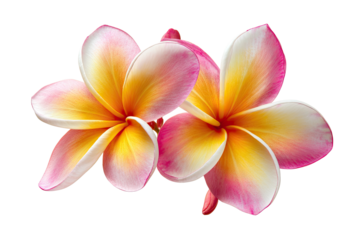 Two plumeria blossoms with delicate pink & yellow gradient petals