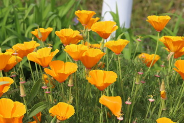 日本の春の庭に咲くカリフォルニアポピーのオレンジ色の花