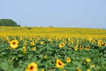 Vibrant Sunflower Field Stretching Beneath a Clear Summer Sky