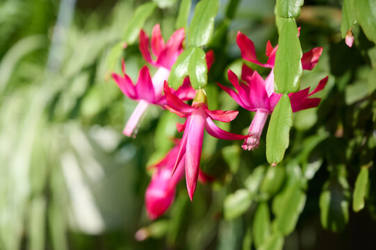 Blooming pink cactus Schlumberger(Schlumbergera x buckleyi )close up.
