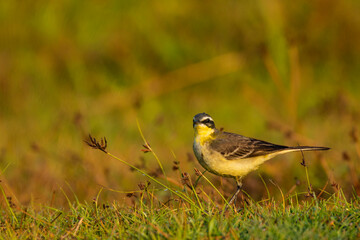 Grey Wagtail Foraging on Green Grass in Natural Daylight