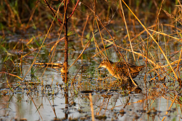 Obraz premium Baillon’s Crake Foraging in Shallow Wetland Under Daylight