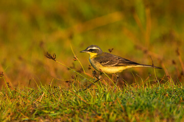Grey Wagtail Foraging on Green Grass in Natural Daylight