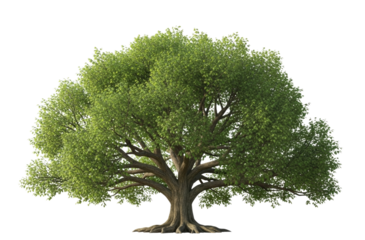 A lush green deciduous tree with a thick trunk and dense foliage isolated on transparent background