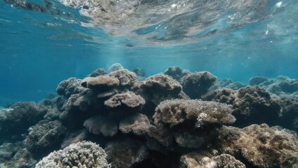 Underwater Coral Reef Ecosystem With Sunlight Rays Penetrating The Clear Blue Water.