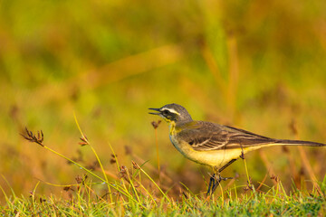 Grey Wagtail Foraging on Green Grass in Natural Daylight