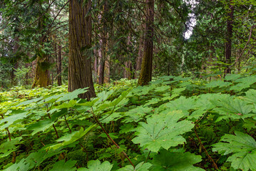 Cedar trees and ferns Ancient Forest, Fraser River Valley near Prince George, British Columbia, Canada.