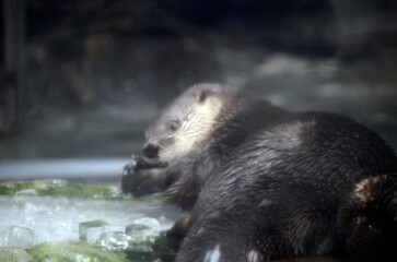 Obraz premium カワウソ