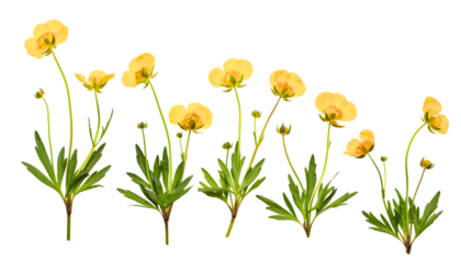Vibrant yellow buttercup flowers