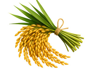 Bundle of golden rice paddy ears with green leaves isolated on pure background