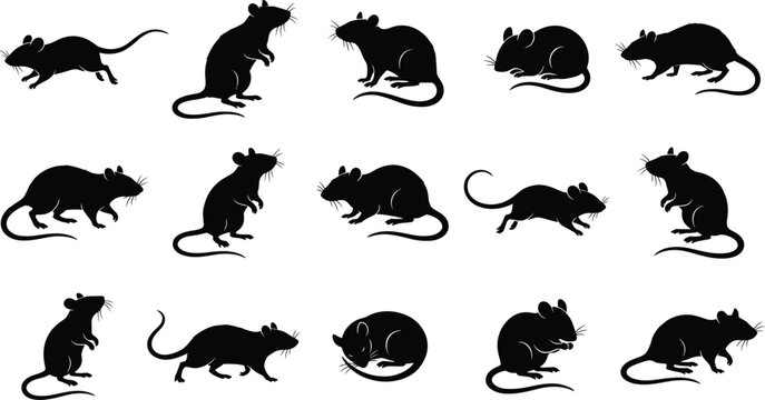 Black rat silhouette collection featuring rodents in running sitting feeding poses isolated on white background vector illustration set