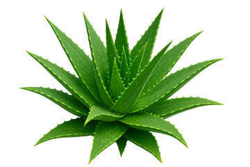 Organic medicinal herb aloe vera rosette isolated for cosmetic product design