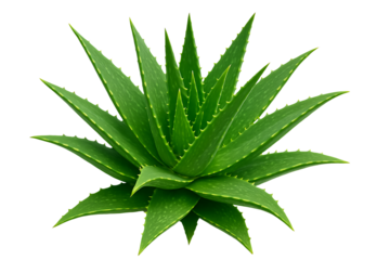 Organic medicinal herb aloe vera rosette isolated for cosmetic product design