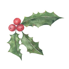 Watercolor illustration of holly with red berries. 