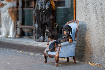 Dog sitting in the armchair outdoors