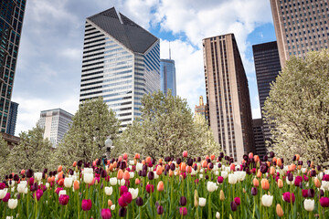 Obraz premium Chicago Millenium Park at spring with blooming tulips in the foreground