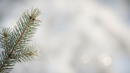Close-up of a frosted evergreen branch on a blurred winter background. Minimal Christmas and holiday concept with copy space.