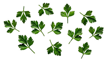 Fresh-Parsley-Leaves-on-White-Background-Cooking-Garnish-Herb-Stock-Photo.png